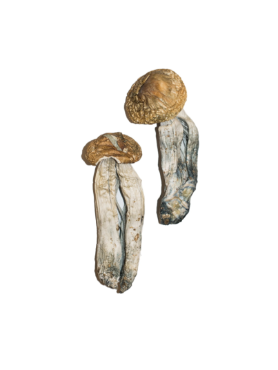 Buy Big Mex Magic Mushrooms